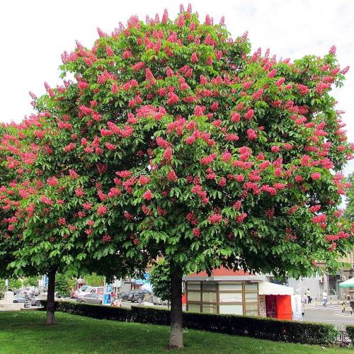 Falso casta�o de flor roja