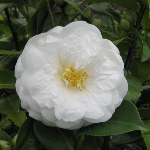 Camelia de Japn 'Le Lys'