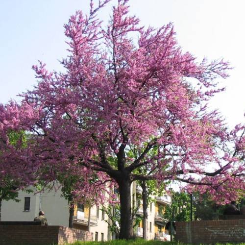 �rbol de Judas