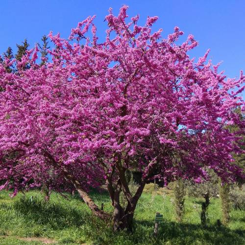 �rbol de Judas