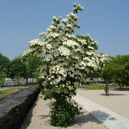 Cornejo japons de flores blancas