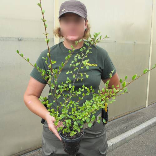 Cotoneaster franchetii