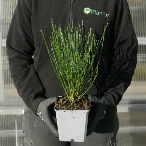 Retema negra 'Boskoop Ruby'