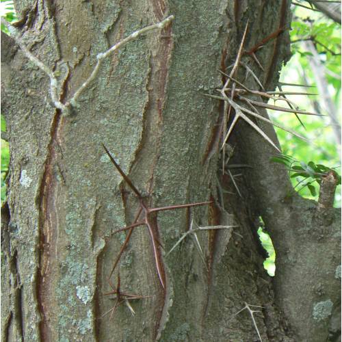 Acacia de 3 espinas 'inermis'