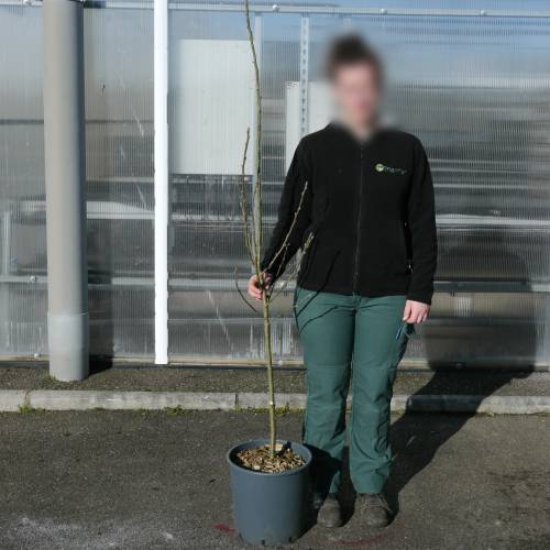 Acacia de 3 espinas 'inermis'