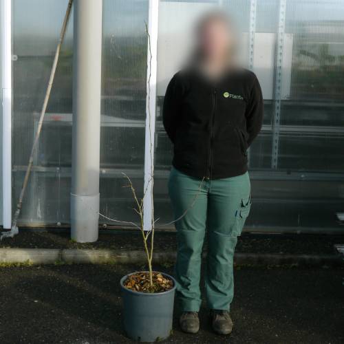 Acacia de 3 espinas 'inermis'