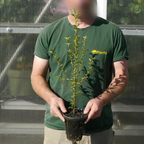 Aligustre de California