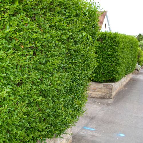 Ligustrum ovalifolium Ligustrum ovalifolium