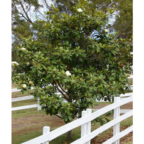 Magnolio : venta Magnolio / Magnolia grandiflora
