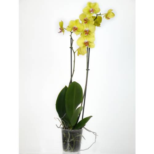 Orquídea mariposa Amarilla, Phalaenopsis