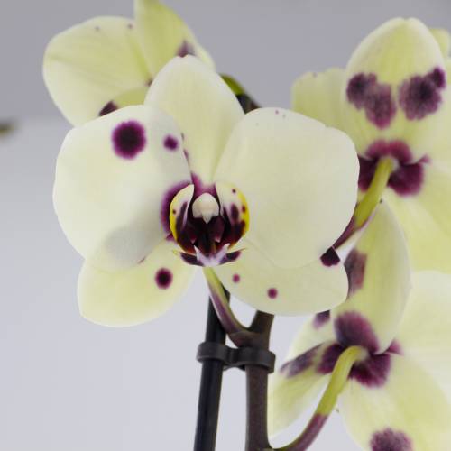 Orqudea mariposa, Phalaenopsis