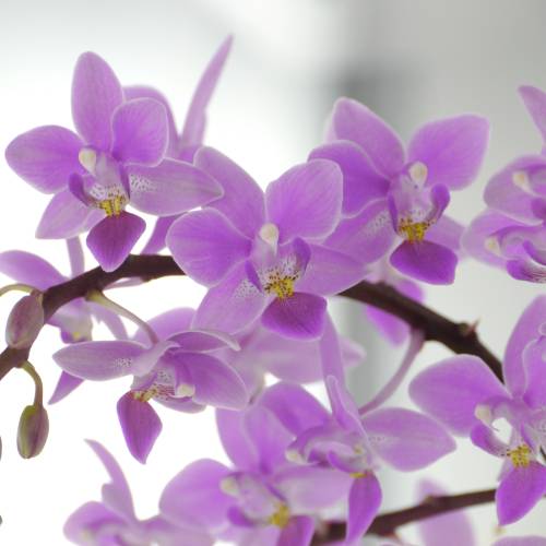 Orqudea mariposa, Phalaenopsis