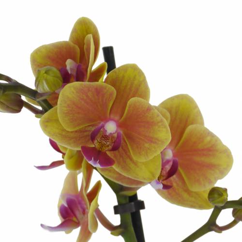 Orqudea mariposa, Phalaenopsis