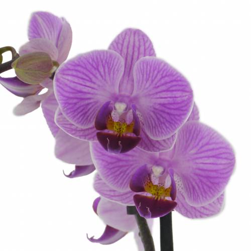 Orquídea mariposa, Phalaenopsis