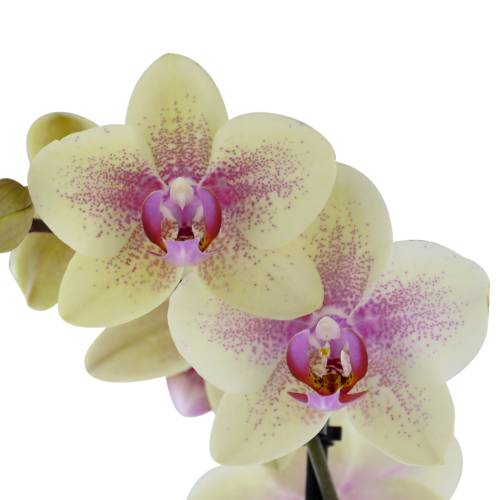 Orquídea mariposa, Phalaenopsis