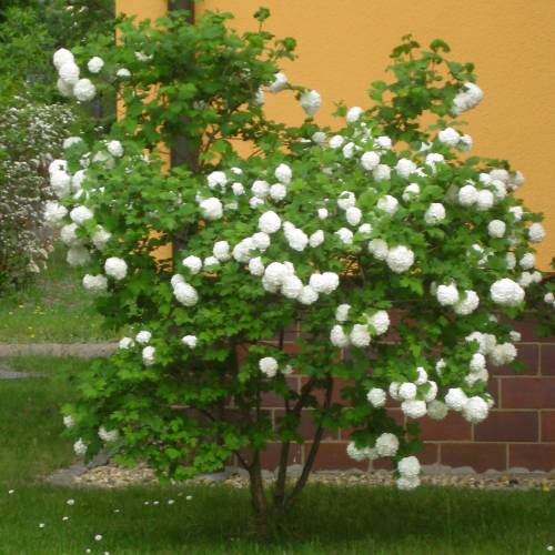 Bola de nieve