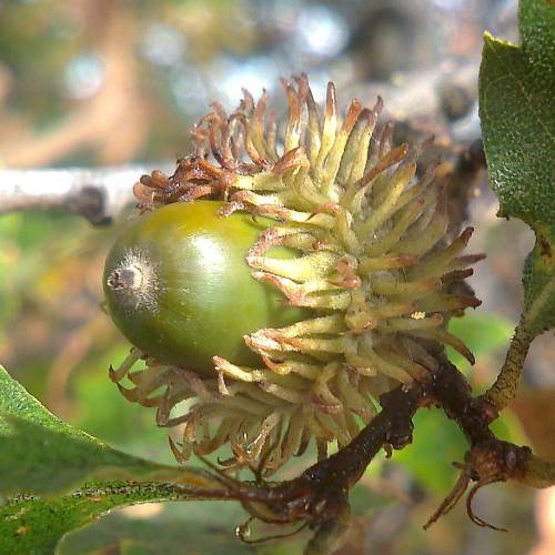 Roble de Turqua Trufero - Tuber Melanosporum
