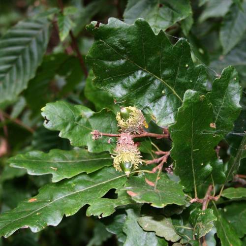 Roble de Turqua Trufero - Tuber Melanosporum