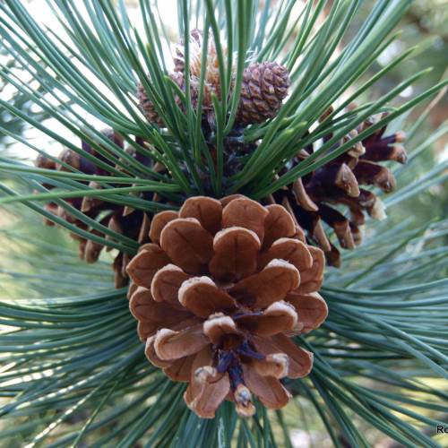 Pilares pino negro 80-100cm Pinus nigra
