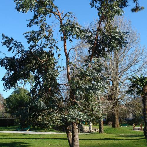 Eucalipto de Gunn