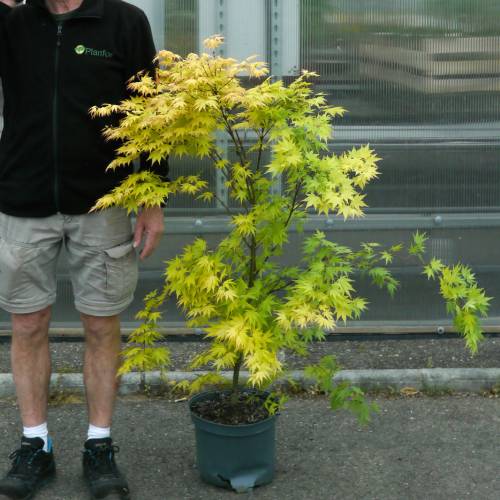 Arce japon�s 'Orange Dream'