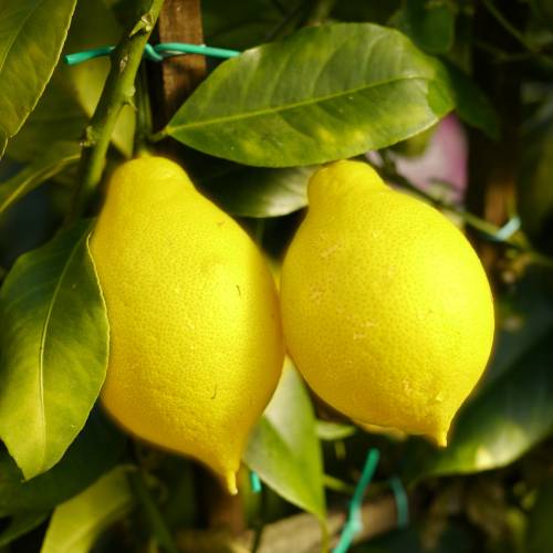 Limonero de las 4 estaciones