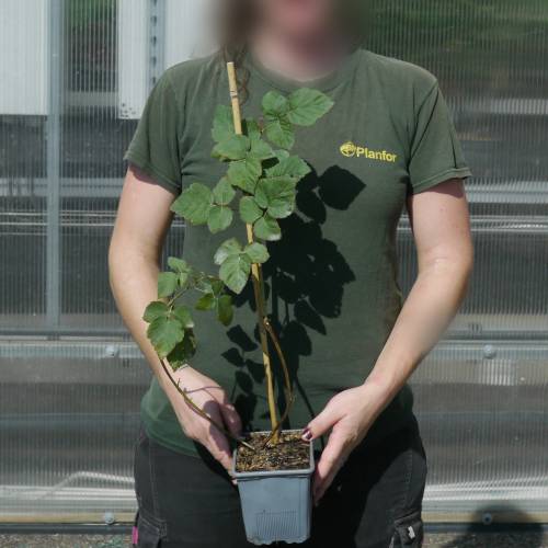 Mora-Frambuesa Tayberry