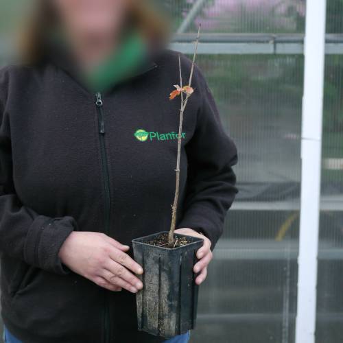 Arce de corteza papircea