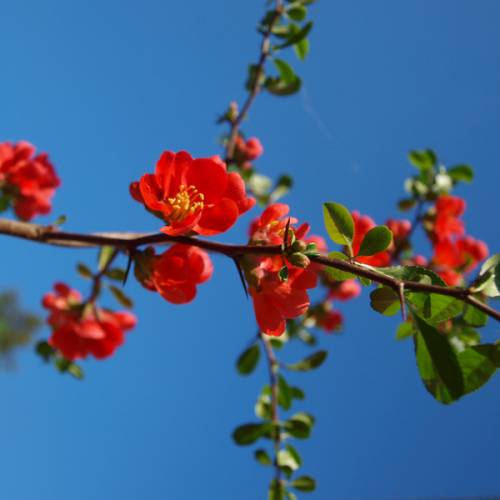 Membrillero de flor Rojo
