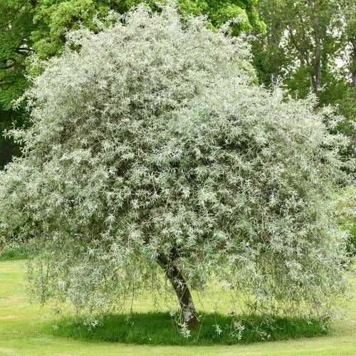 �rbol del para�so
