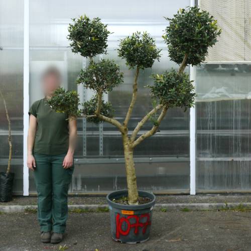 Olivo pompon, Olivo specimen