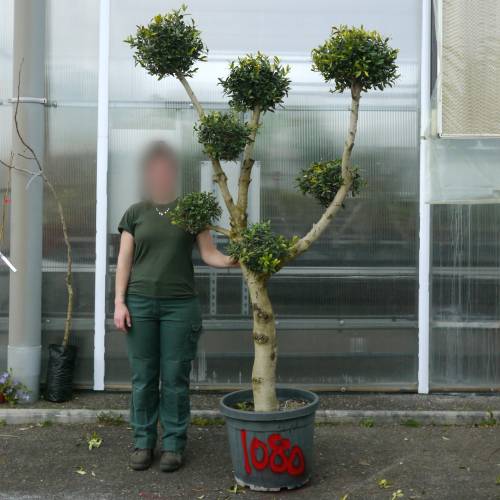 Olivo pompon, Olivo specimen