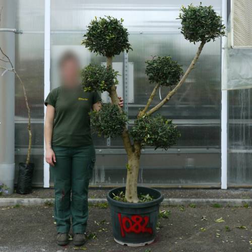 Olivo pompon, Olivo specimen