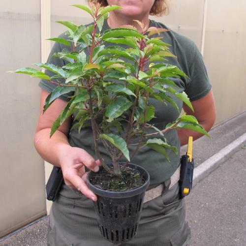 Laurel de Portugal