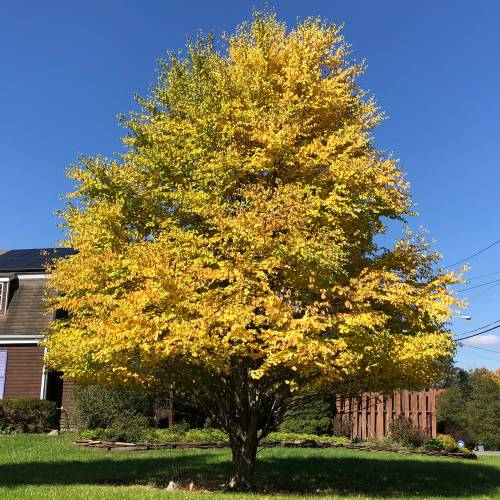 �rbol de Katsura