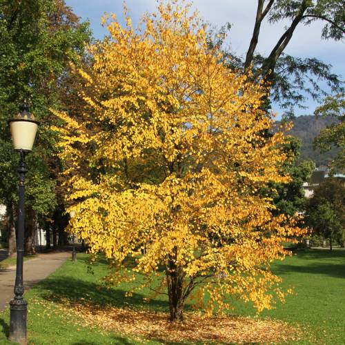 �rbol de Katsura