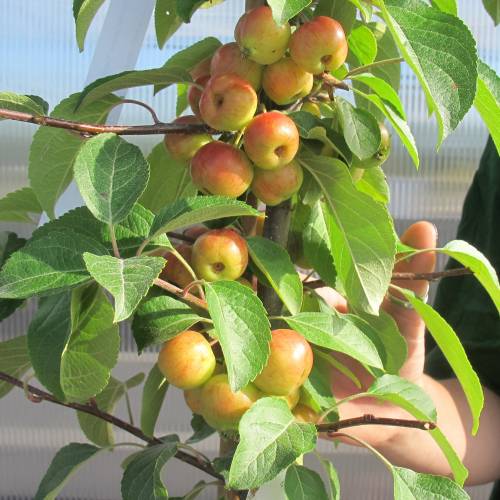 Manzano de jardín perpetu 'Evereste'