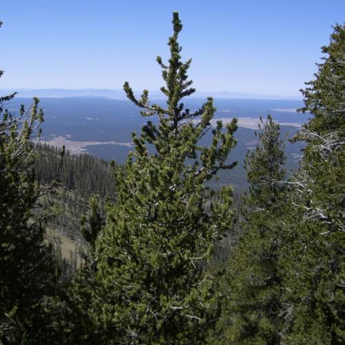 Pino del Colorado