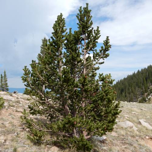 Pino del Colorado