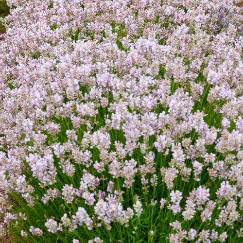 Lav�ndula Rosa
