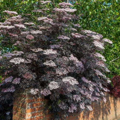 Sa�co negro 'Black Lace'