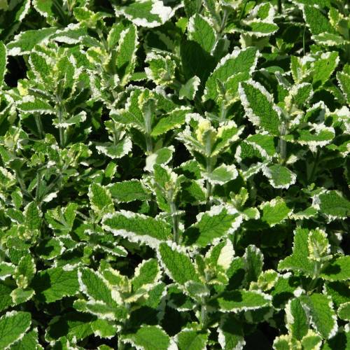 Menta Pi�a