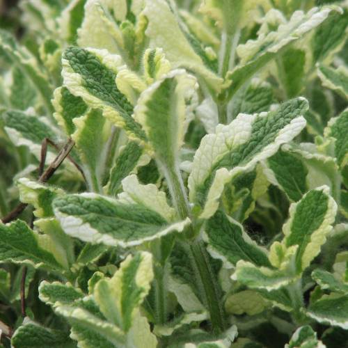 Menta Pi�a