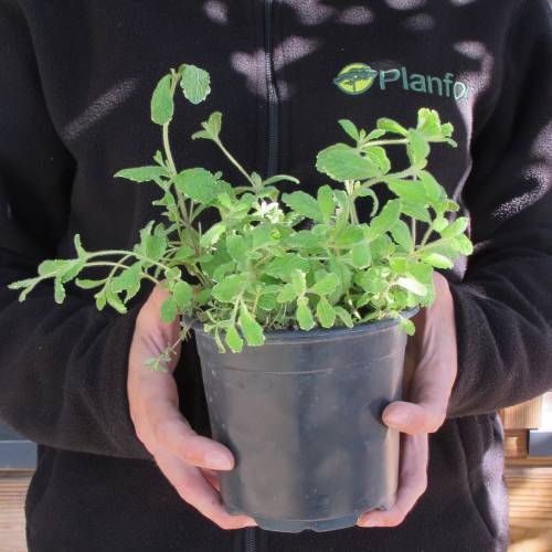 Menta Pi�a