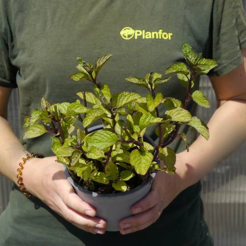 Menta Pi�a