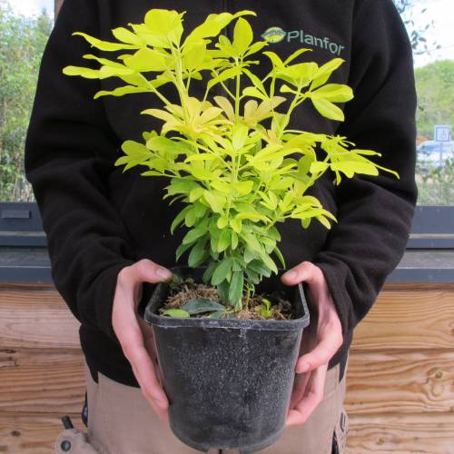 Naranjo Mexicano dorado