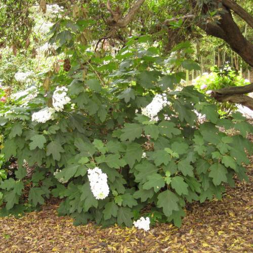 Hortensia de hojas de roble