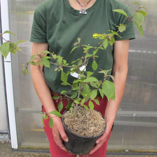 Calicarpa malva