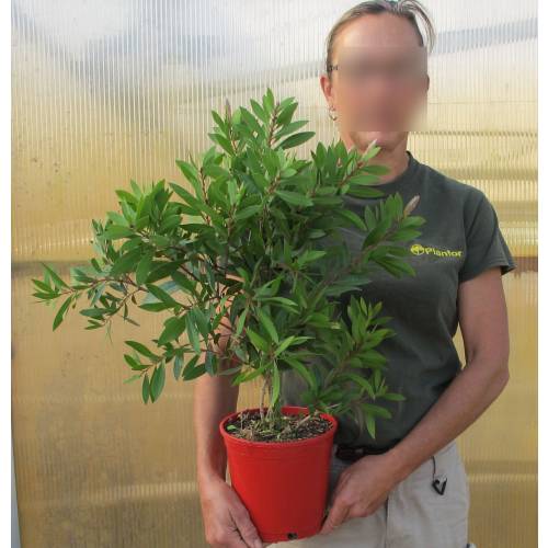 Limpiatubos 'Laevis'