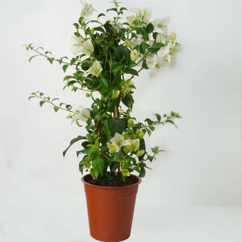 Buganvilla blanca : venta Buganvilla blanca / Bougainvillea glabra alba